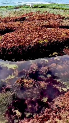 Tide Pools & Ocean Calm | Hidden Beauty by the Shore