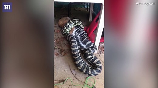 Snake catcher lets python finish eating family's pet cat
