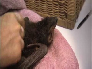 baby bat eating and care