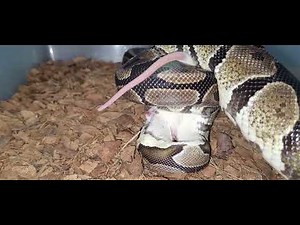 Ball Python Eats A Rat / Warning Live Feeding Video Documentation