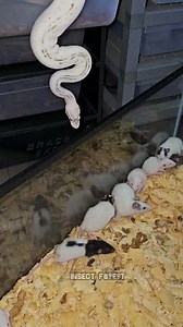 White pythons like to eat mice. #python #mouse #feeding #snake #rat #mice #insects | Insect Forest
