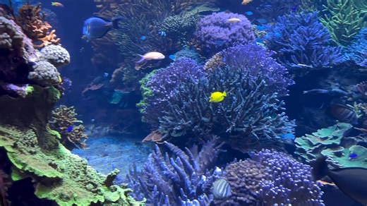 Tidal Gardens welcomes Joe Yaiullo, pioneer of the iconic 20,000-gallon reef at the Long Island Aquarium, for an in-depth conversation on large-scale reefkeeping. In this talk, Rebuilding the 20,000-Gallon Reef: Joe Yaiullo Shares His Secrets at Tidal Gardens, Joe explains what it really takes to design, maintain, and rebuild a massive public aquarium reef system after two decades. He shares his secrets to success with big reef tanks, including long-term strategies for coral growth and stability