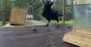 This Problem-Solving Crow is Blowing My Mind