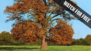 How to Paint an Autumn Tree - Beginner Level 3 - Michael James Smith Official Art School - MJS Tv