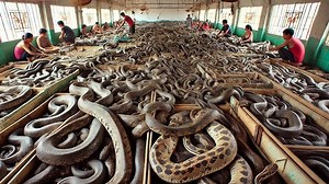 The Lucrative Process Behind Python Skin Production