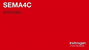 SEMA4C antibodies from Thermo Fisher Scientific
