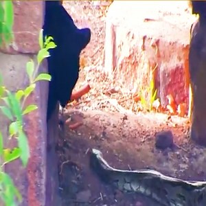 The lion attacks the python and the ending. #Animal | Royale Brother's