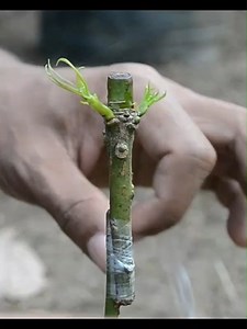 48K views · 635 reactions | Grafting mango #Grafting #gardening #mango #mangga | Grafting Examples | Facebook