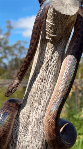 🐍Meet the Spotted Python, one of Australia’s smallest but coolest pythons! Don’t let the size fool you… These little legends are strong climbers, gentle ambassadors, and expert night hunters 👀🌙 💡 Fun Facts: • Non-venomous constrictor • Amazing heat sensors to find prey • Loves hiding in rocks, trees & even rooftops • Usually grows around 1 metre long • Native to Australia 🇦🇺 Calm, curious, and always fascinating to watch 💚 Have you met one up close at the Serpentarium yet? #indoor #exhibi