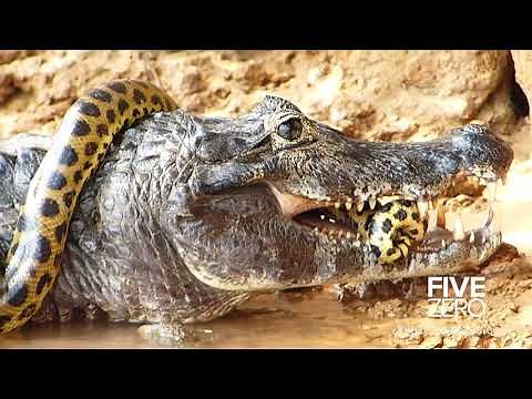 Crocodile vs Anaconda