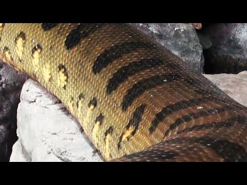 Giant Snakes Documentary: Green Anaconda, Reticulated Python & More!