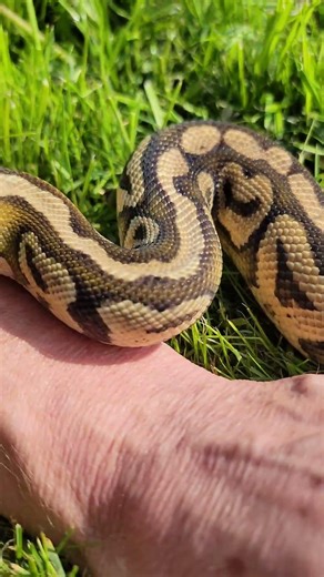 Pastel Fire (Firefly) Ball Python #MyAnimalHouse #Shorts