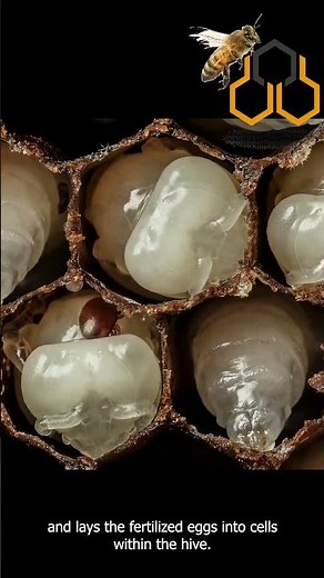 Bee Life cycle explained | Bee larvae hatching | How long do bees live? | Worker bees lifetime