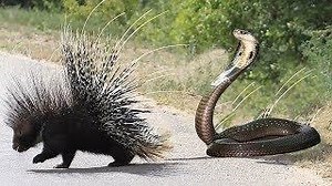 Two Boys Found Python Stalks Porcupine Nest Youtube link: http://bit.ly/2x2qKXQ | Baby Animals TV