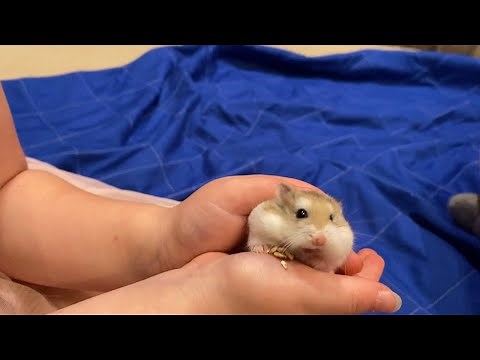 OUR HAMSTER EXPLOSION EXPERIENCE 🐹🐹🐹