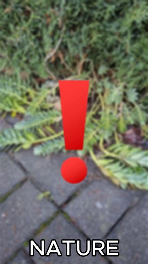 ALIEN Tentacles found on Earth?! 👽 What is this? #shorts #nature