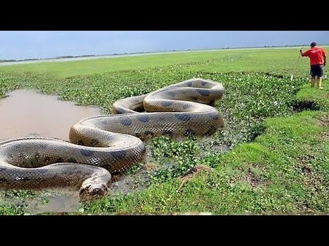 Dokumentarfilm über die Anakonda-Schlange 🐍