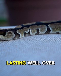 Ball Python care is easy and fun and THIS is everything! YOU need to Know about your new pet snake made EASY with Chewy ! Everything you'll need comes to your door with FREE shipping. One stop shopping couldn't be easier - https://www.chewy.com/deals/wickens-wicked-reptiles-chewy-150918 #chewypartner #ballpython | Wickens Wicked Reptiles