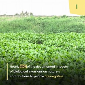  #InvasiveAlienSpecies are causing profound damage to our planet, contributing to #BiodiversityLoss & the decline of nature’s benefits to people. The threat  is real and growing. We must act now to save our ecosystems. Here are 4️⃣ things you should know. ⬇️ Via Biodiversity and Ecosystem Services Network - BES-Net | United Nations Biodiversity | Facebook