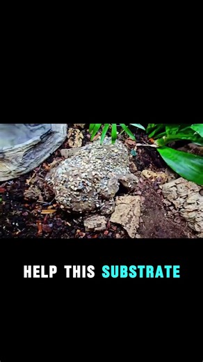 Bioactive for Ball python: Compacted Substrate #ballpython #snake #reptiles