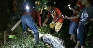 Indonesian Python Swallows Man Whole, Video Shows