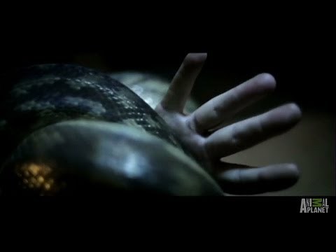 Pet Python Attacks | Fatal Attractions