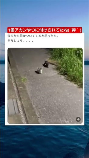 こんな夜中にこんなちっちゃいのが2匹も居たらお持ち帰り一択 #shorts #猫 #おすすめ