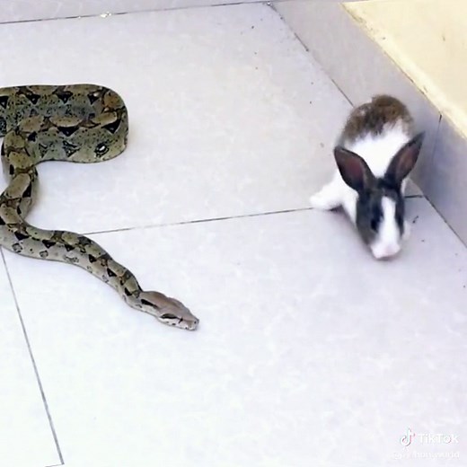 Python hunting rabbit😱 #wildanimals #python #rabbit #animals
