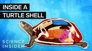 What goes on inside a turtle’s shell