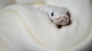 What is a ball python? Meet the 'nice cousin' to the Burmese snake