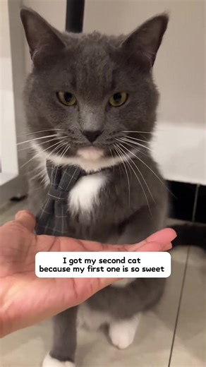 #cat #catsoftiktok | cat videos