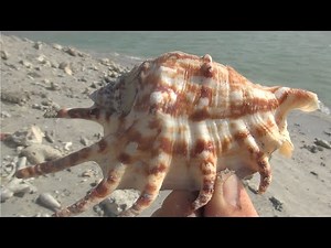 The adventure of discovering and collecting shells on the beach was so much fun