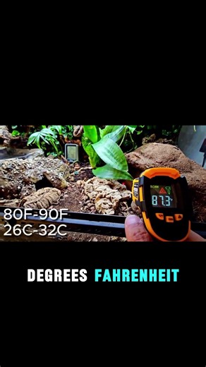 Bioactive for Ball Python: Heat & humidity #ballpython #snake #reptiles