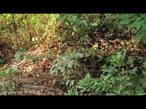 spotted python again, now it's just like a dog lazing around