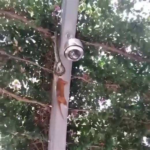 449K views · 1.4K reactions | The fight between the tiger and the python was very fierce. | Wild life Animals | Facebook