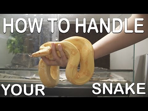 HOW TO HANDLE YOUR SNAKE (For beginners)