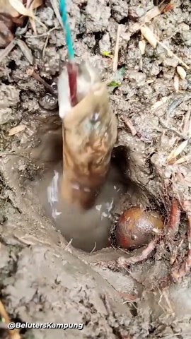 See Use of Ingenious Devices to Safely Grab Birds and Beasts