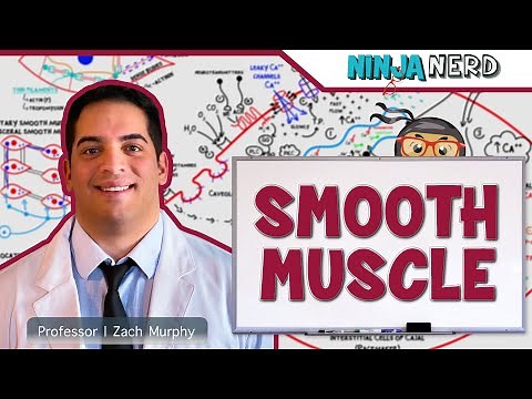 Musculoskeletal System | Smooth Muscle