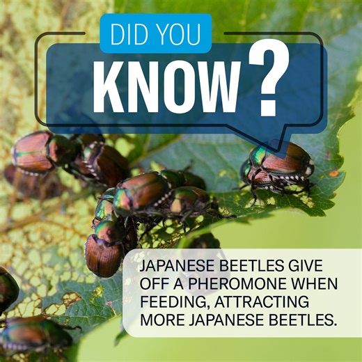 7.1K views · 13 reactions | Japanese Beetles are voracious eaters, devouring more than 400 types of plants and flowers. Find out how to stop them before they feast on yours. https://bioadvanced.com/controlling-japanese-beetles | BioAdvanced Science-Based Solutions | Facebook