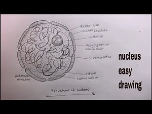 How TO Draw Nucleus Step By Step/Nucleus Diagram Class 9