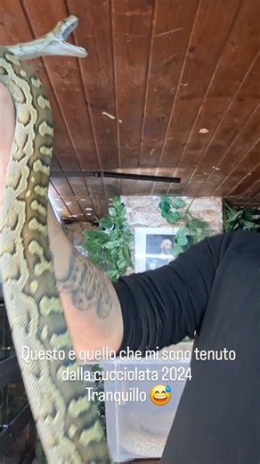 Salvatore Fortuna on Instagram: "Python sebae 2024 Questo e quello che ho scelto di tenermi della cova di una delle mie femmine . Ha dei colori molto belli anche la struttura mi piace.molto Ricordate che il Python sebae e il piu grosso serpente africano E viene cacciato per la sua carne molto apprezzata. in cattività nel nostro paese ogni serpente deve essere.provvisto della documentazione cites . Tutti i miei esemplari sono nati in cattività da mie coppie che a loro volta sono nate a me, da mol