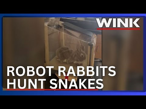 Robotic Rabbits A new hope against Everglades' python threat