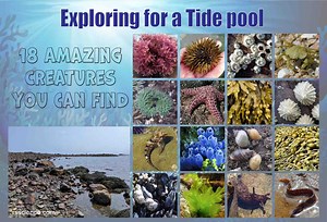 Exploring a tide pool – 18 Amazing Creatures You can find
