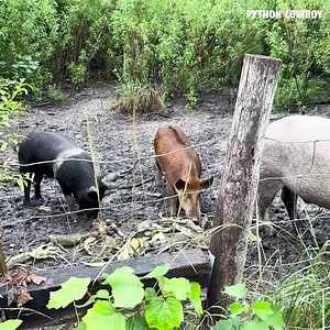 220K views · 4.5K reactions | Nothing goes to waste out here. After the hunt, I pick out the iguanas we use for leather products, and the rest go to good use feeding my hogs. They get fat and happy, and eventually I sell them as livestock down the road. It’s all part of keeping the cycle going and managing these invasive species | Python Cowboy Hunts | Facebook