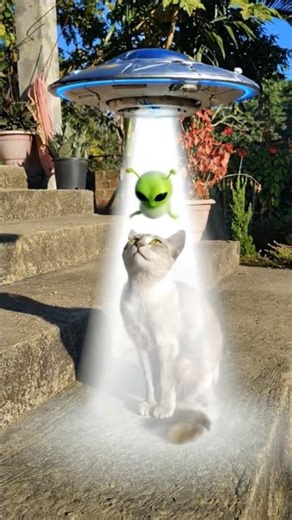 Cat vs Alien 👽🛸😺 | Funniest UFO Short Ever #shorts #UFO #alien #filter #shorts #viral #trend