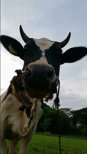 Cows Unmasked: Discover Their Surprising Intelligence and Social Lives! #farmanimals