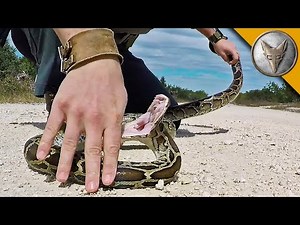 PYTHON-BISS! Ein Kampf mit der Riesenschlange | Brave Wilderness Deutsch