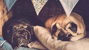 Pug Diapers And Senior Pug Incontinence How to Deal With It