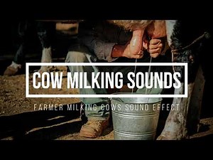 Cow Milking Sound Effect 🐄 Sound of Farmer Milking Cows