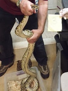 13-foot Python, 9 Other Snakes Rescued by SPCA of Westchester